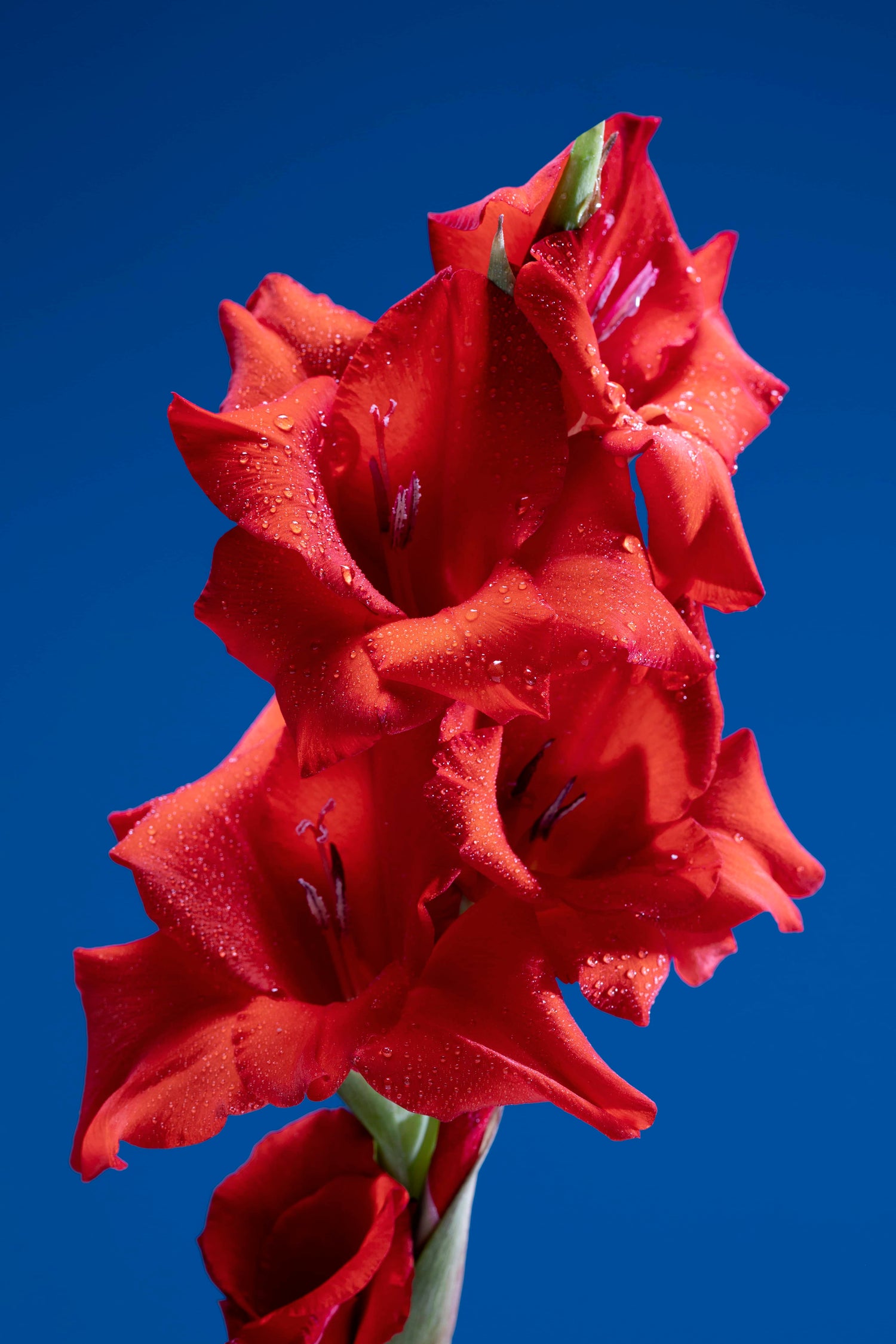 Gladiolus