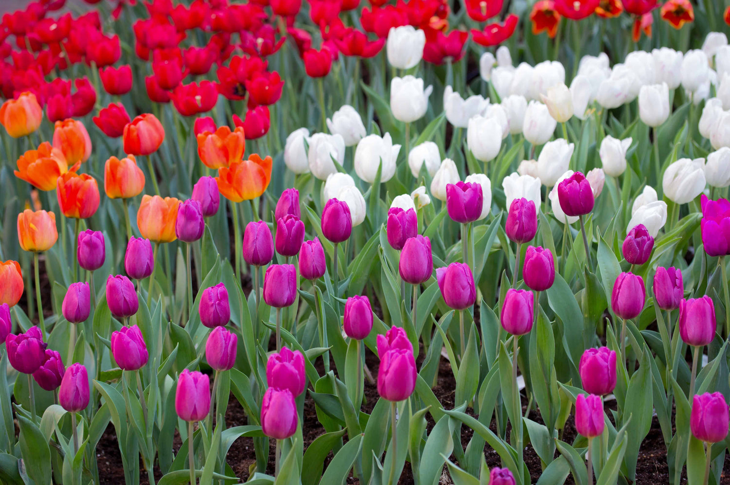 Tulipaner